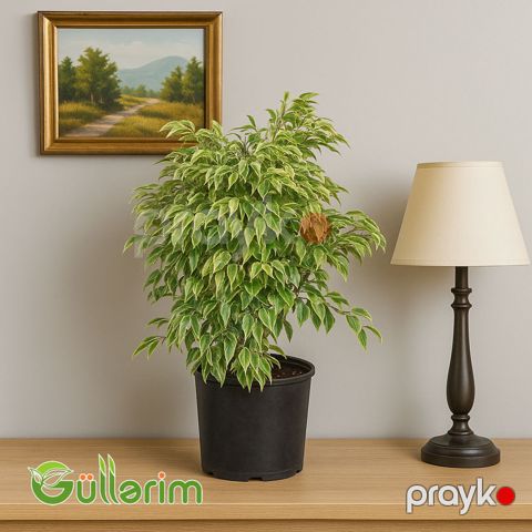 Ficus Benjamina (Fikus Benjamin) — Bakı