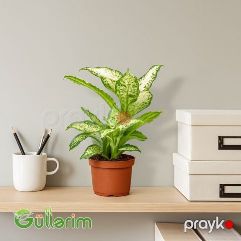 Dieffenbachia (Difenbaxiya) — Bakı