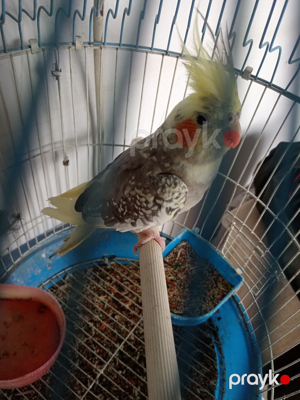 Növ: Nimfa tutuquşu (Cockatiel), kresli saçaqlı, yanaqlarında narıncı — Tutyun papağayı, Digah (5)
