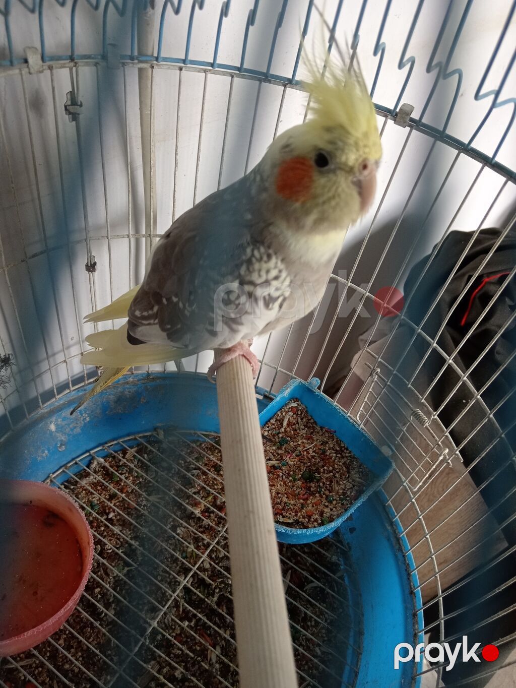 Məhsul: Nimfa tutuquşu (cockatiel) – lələyi sarı çəlpaq, yanaqlarda — Tutyun papağayı, Digah (5)