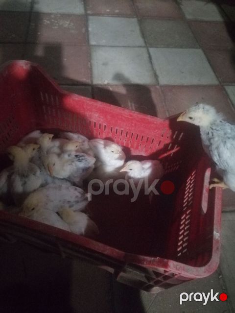 Salam aleykum Serebrist cücələridi qiymət 3 manat 1 aylığdı və real — Novxanı