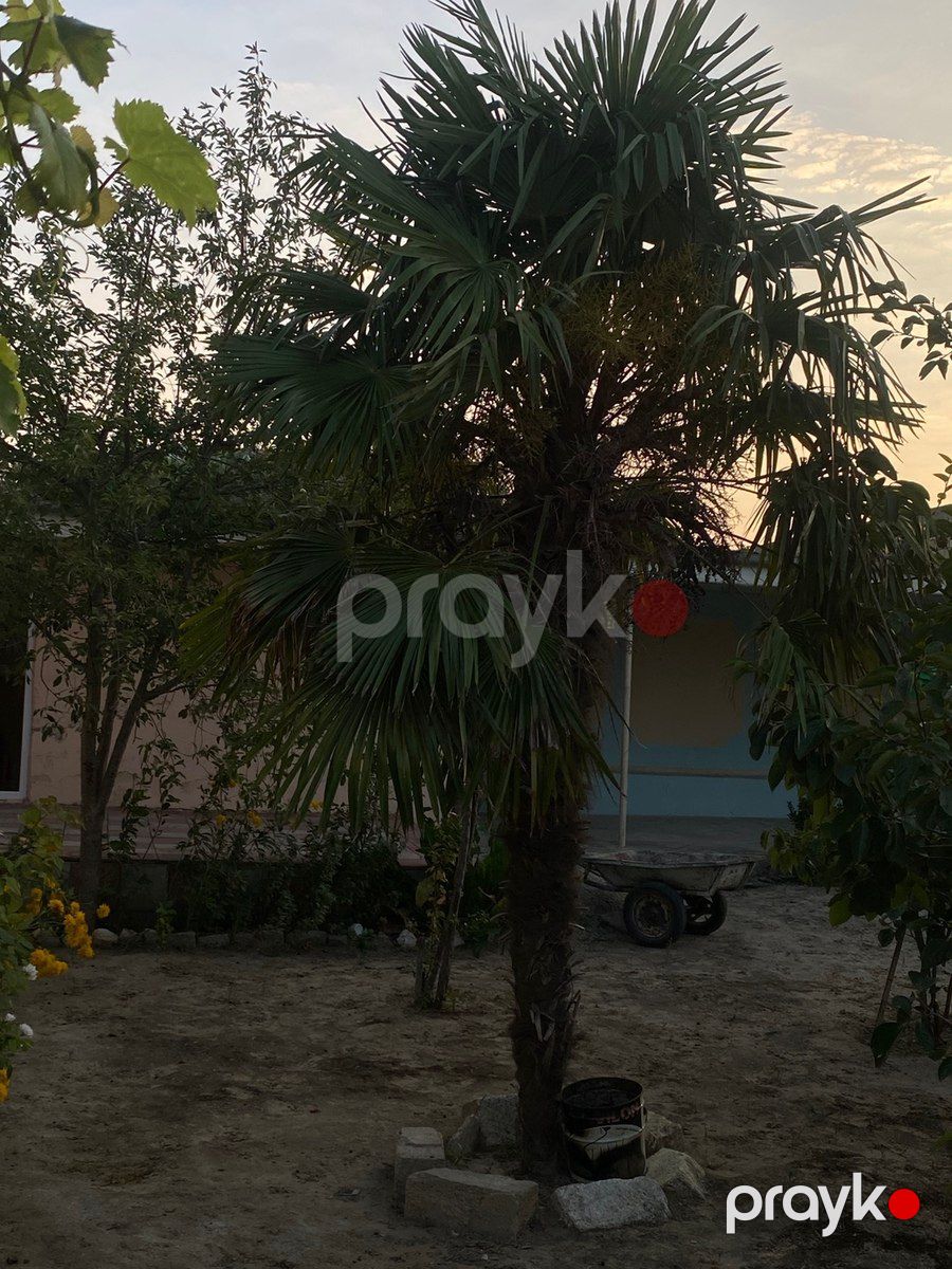 Palma ağacı — Bitkilər, Sumqayıt (3)