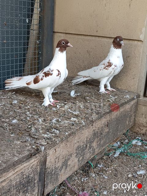 Göyərçinlər — Bakı