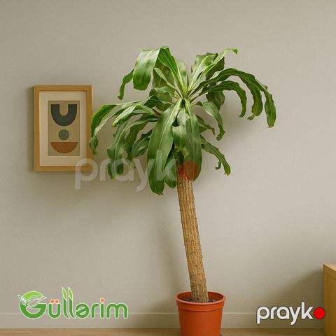 Dracaena fragrans (Drasena fraqnans) — Bakı