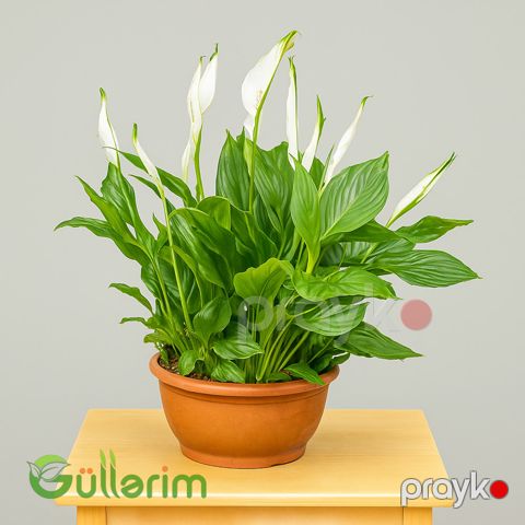 Spathiphyllum Spatifilum — Bakı