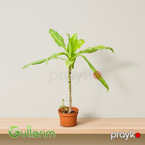 Dracaena Marginata (Draqona ağacı) — Bakı