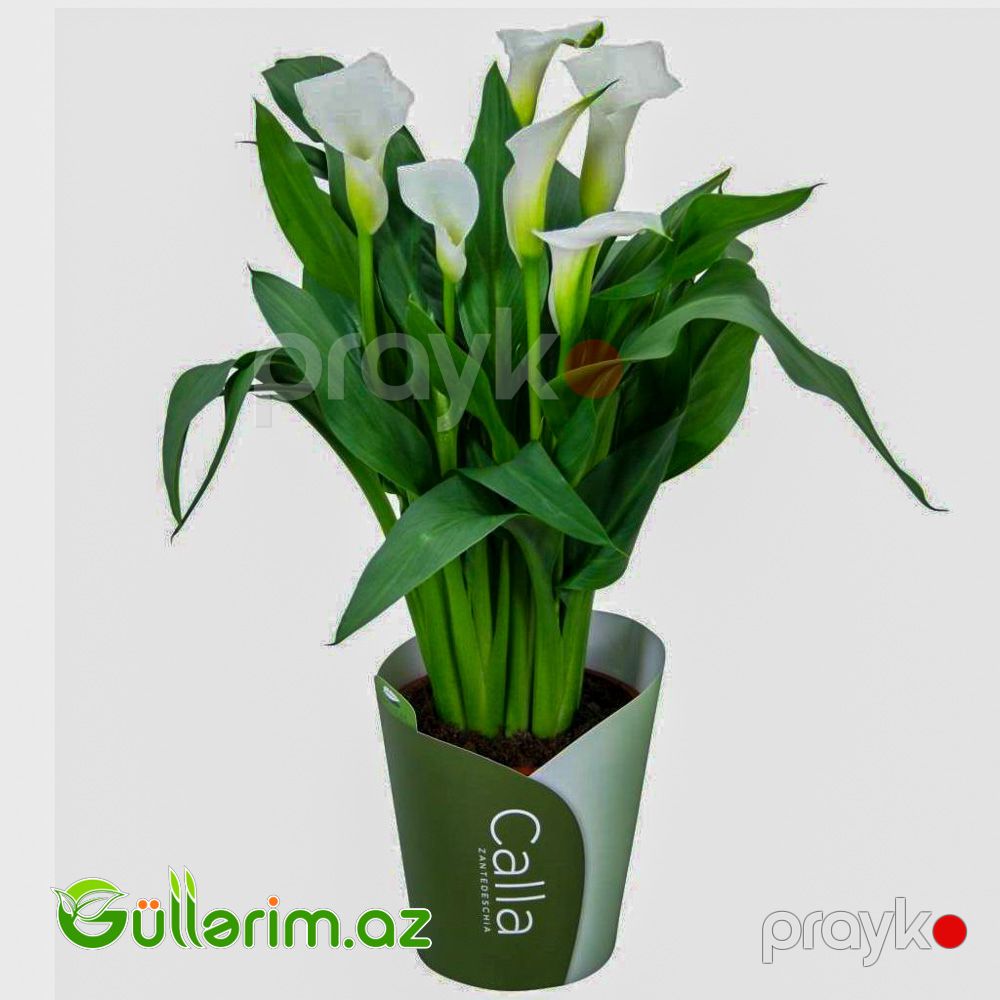 Kalla Zambağı (Zantedeschia / Calla Lily) — Bitkilər, Bakı (2)