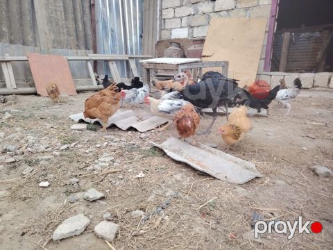 Toyuq, Damazlıq — Şirvan