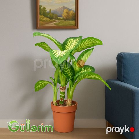 Dieffenbachia (Difenbaxiya) — Bakı