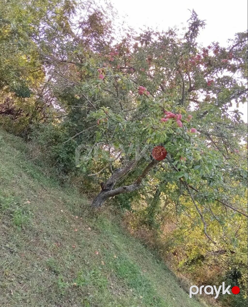 6 sot, Tikinti, Mülkiyyətçi, Kupça (Çıxarış) — Torpaq, Bakı (7)
