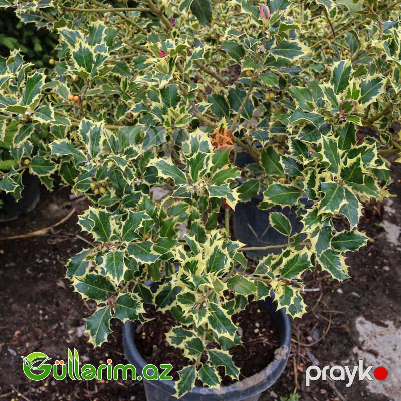 Xallı ileks (Ilex aquifolium ‘Variegata’) — Bitkilər, Bakı (2)