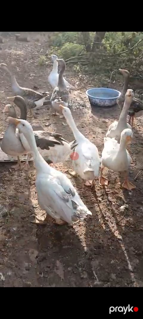 6 aylıq yerli qazlar satılır tam sağlam kənd şərayitində böyudulub — Lənkəran