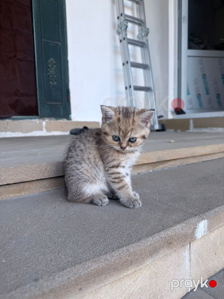 Şinşilla pişiyi balası — Pişiklər, Bakı (3)