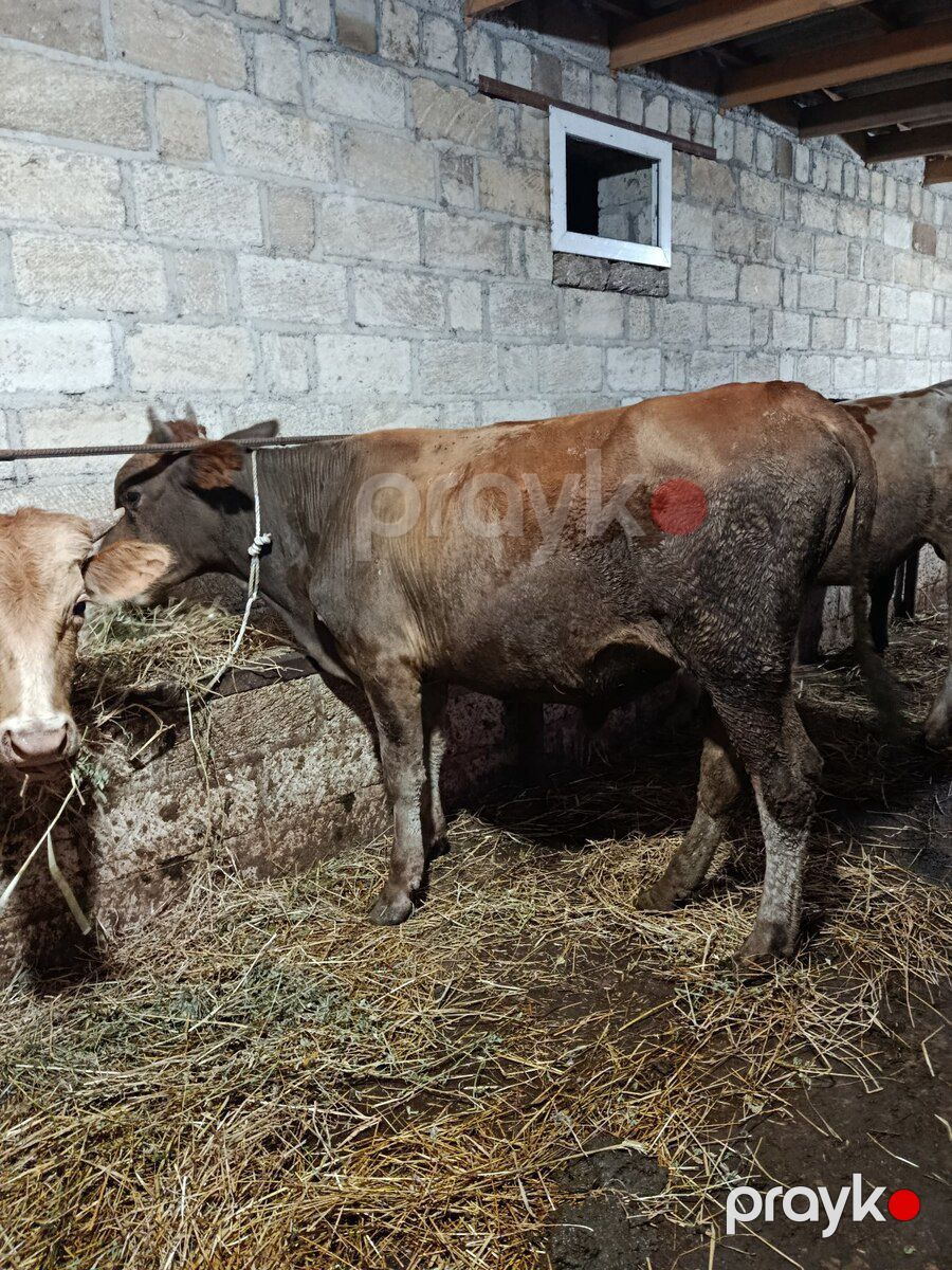 Danalar — Kənd təsərrüfatı heyvanları, Şabran (2)