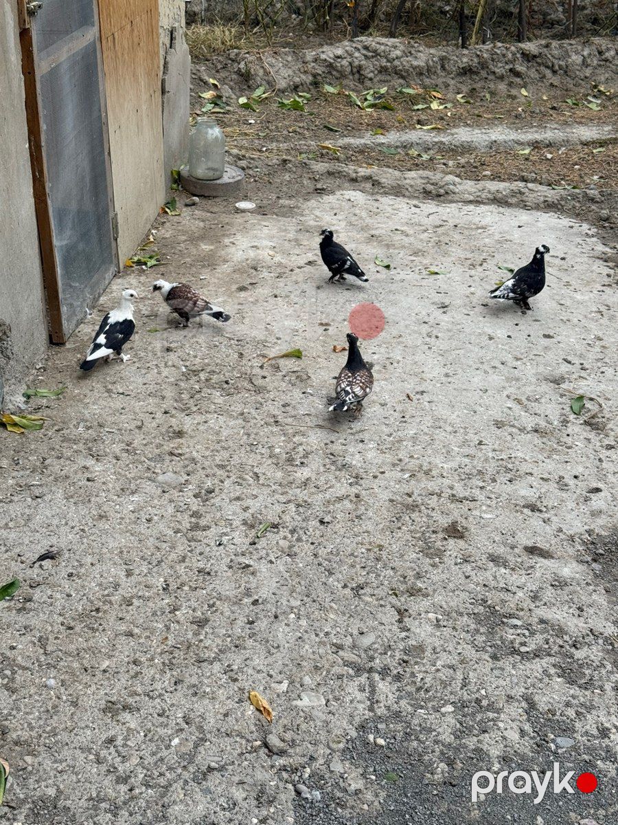 Göyərçinlər — Quşlar, Bakı (6)