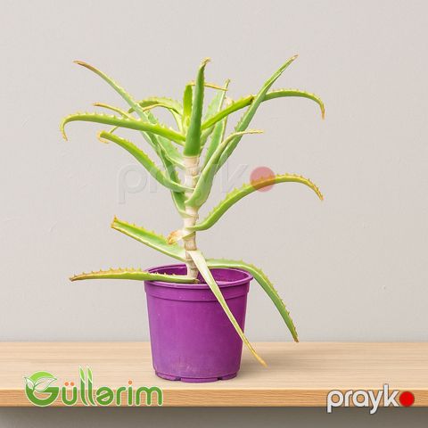 Aloe vera (Əzvay) — Bakı