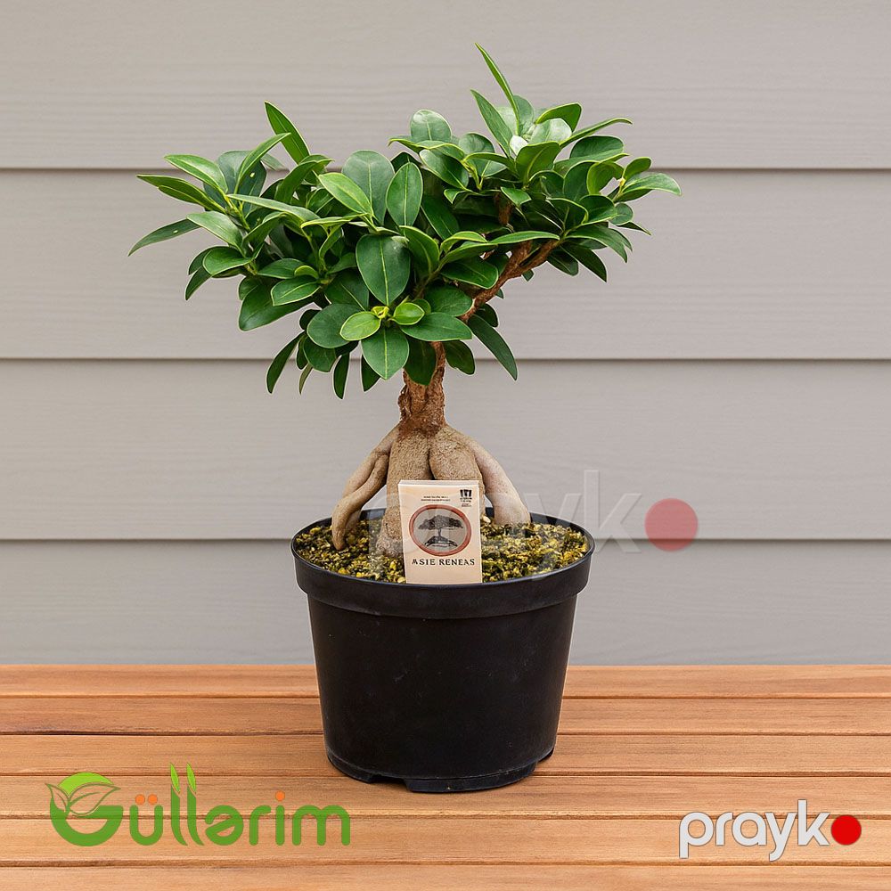 Ficus microcarpa — Bitkilər, Bakı (2)