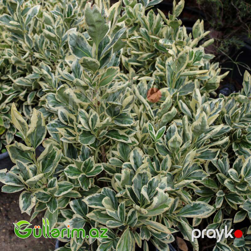 Eveniums (Pittosporum) — Bitkilər, Bakı (3)