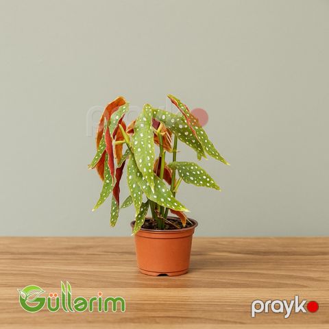 Begoniya Maculata (Begonia Maculata) — Bakı