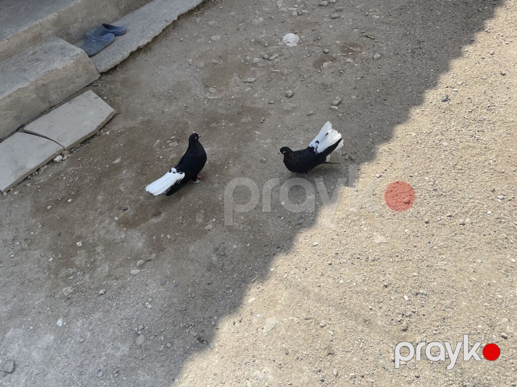 Ağ quyruqlardı satılır, endirim olar, Sağlam göyərçinlərdi, zəng — Göyərçin, Digah (4)