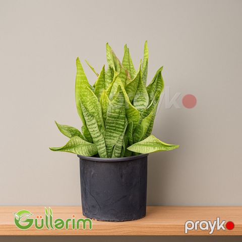Sansevieria (Sansiveriya) — Bakı