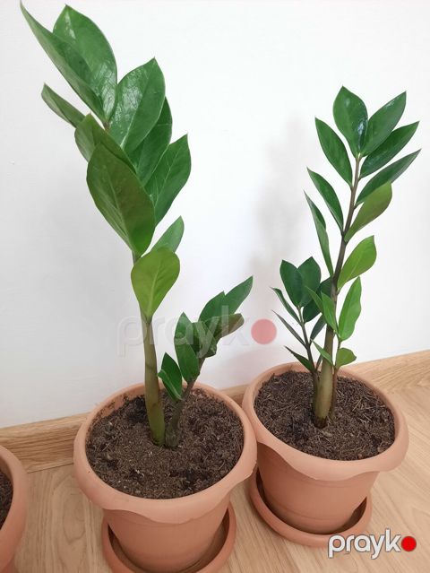 Dibçək gülü zamioculcas gülü (dollar gülü) — Bakı