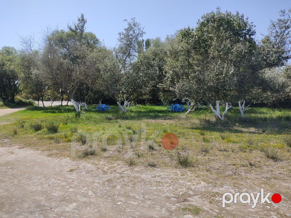 Satılır torpaq 22 sot — Torpaq, Xaçmaz (3)