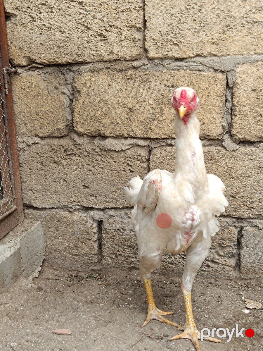 Heyratı fərə — Quşlar, Sumqayıt (3)