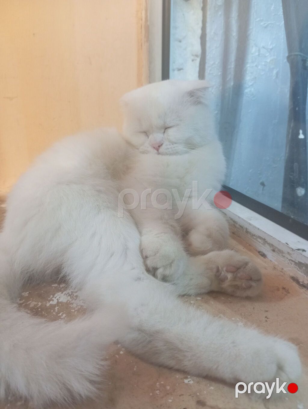 Şotland, Yaxşı əllərə, Ünvandan götürmə — Pişiklər, Bakı (3)