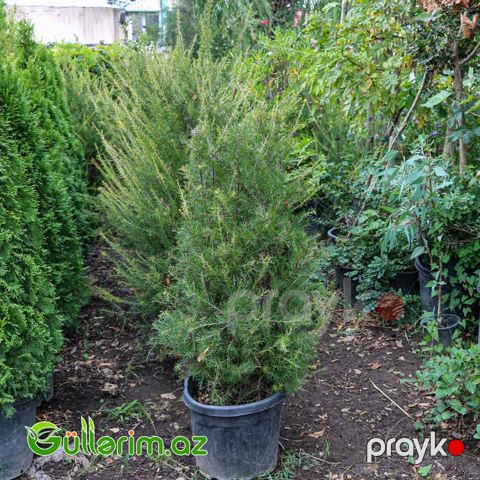 Grevillea (Qrevilleya)