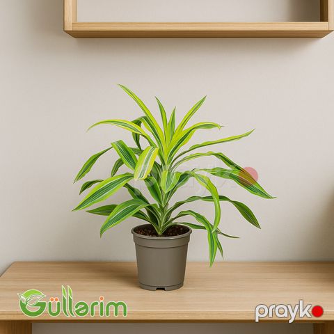 Dracena Fragrans (Drasena Fraqrans) — Bakı