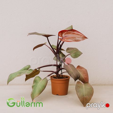 Philodendron Pink Princess (Filodendron — Bakı