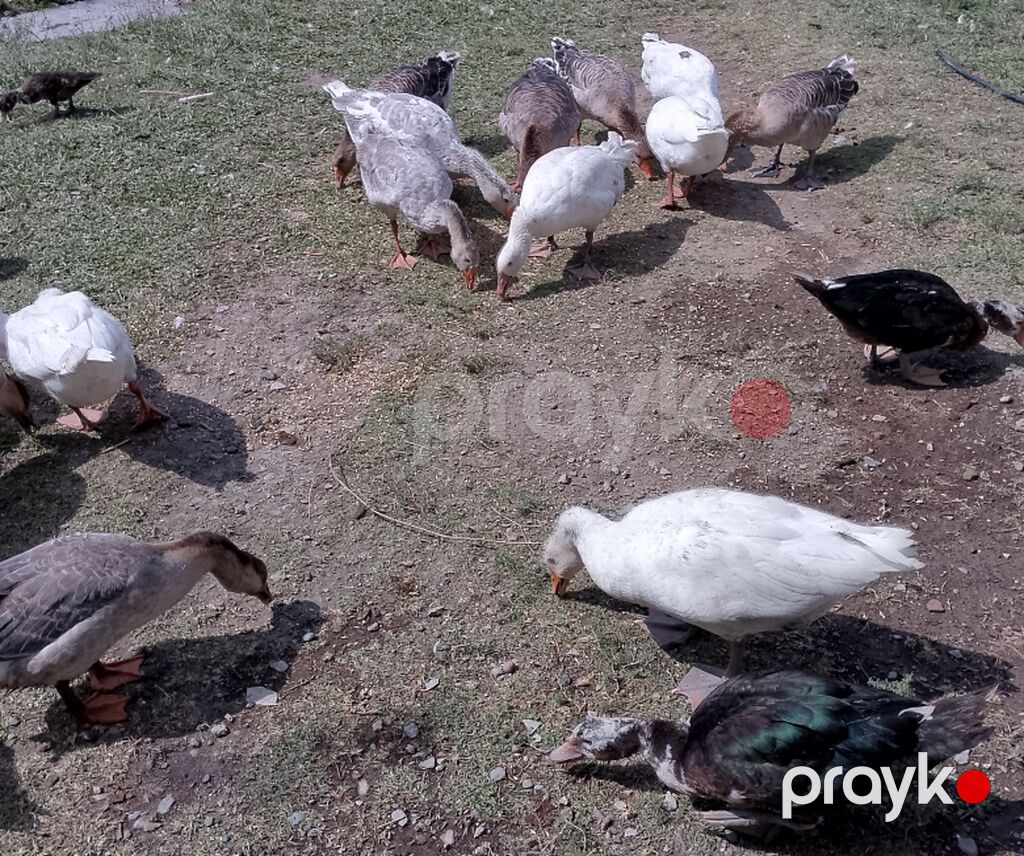 Qaz və lal ordək Qaz cins rus saxlama ətlik və damazlıq ördək cins — Digərləri, Yevlax (3)