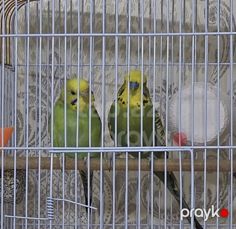 Hər şey daxil 35 azn cüt papuqay — Masazır