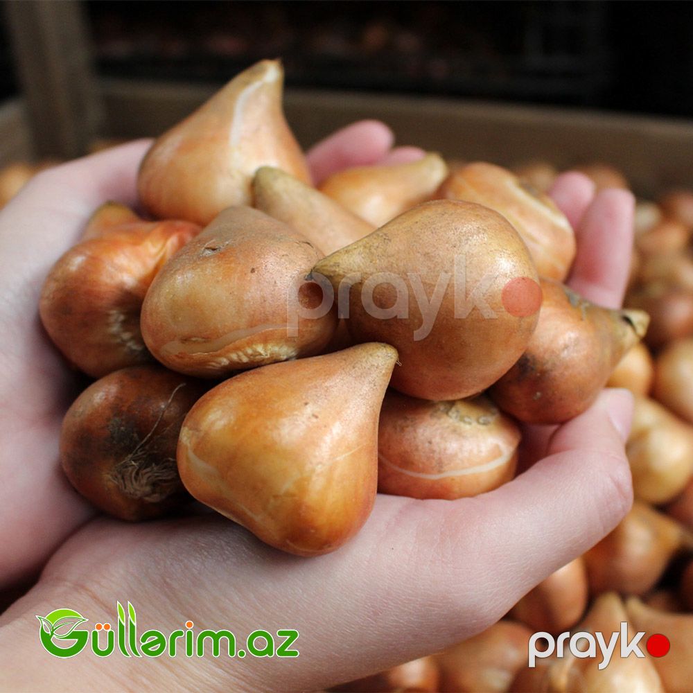 Tulpan Prussima — Bitkilər, Bakı (2)