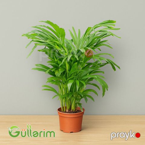 Kentia Palm (Kentia Palma) — Bakı