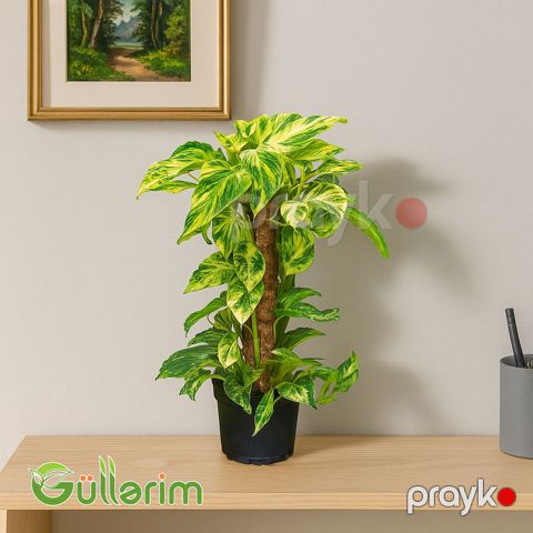 Epipremnum aureum, Efeutute — Bakı