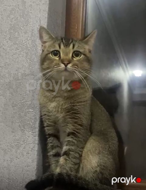 Tabbi, Yaxşı əllərə — Bakı