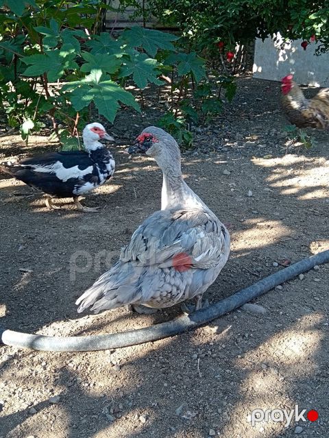 Salam.Lavanda lal ördəkləri satılır.1il4 aylıqdılar,2 erkək 1 dişi — Gəncə
