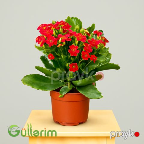 Kalanxoe blossfeldiana (Kalanxoe) — Bakı