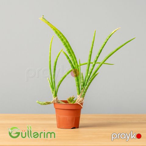 Aloe vera (Əzvay) — Bakı