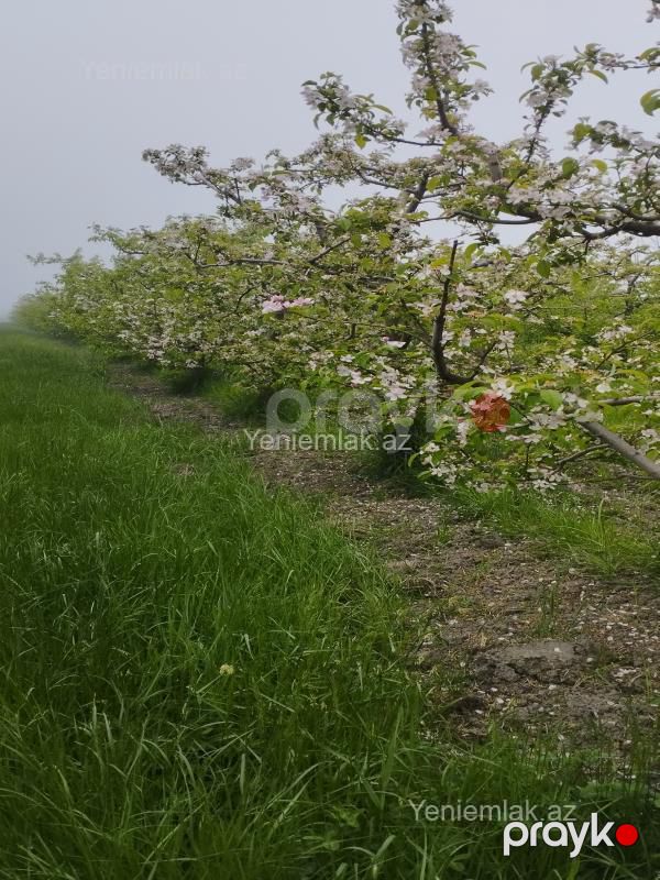 Satılır Torpaq sahəsi, 115 sot, Quba — Torpaq, Quba (2)