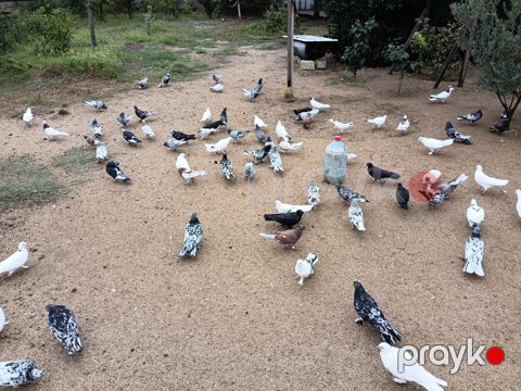 Göyərçinlər — Bakı