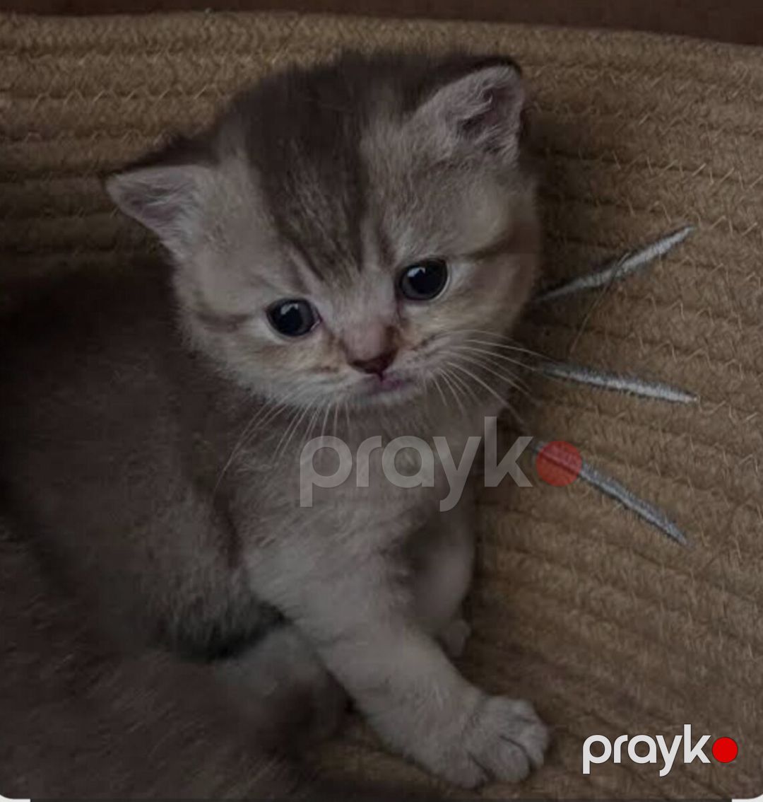 Şinşila pişik balaları — Pişiklər, Bakı (4)