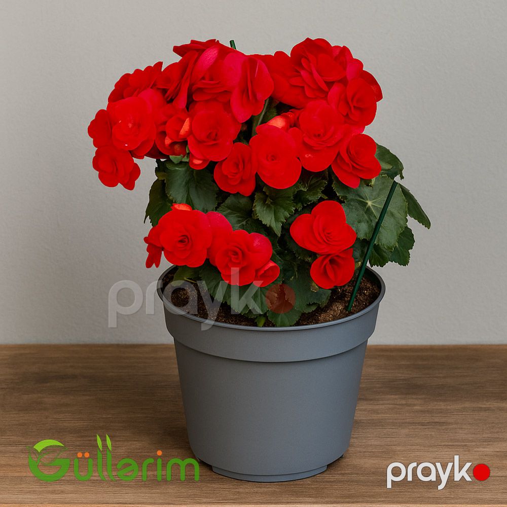 Begonia (Beqoniya) — Bitkilər, Bakı (2)