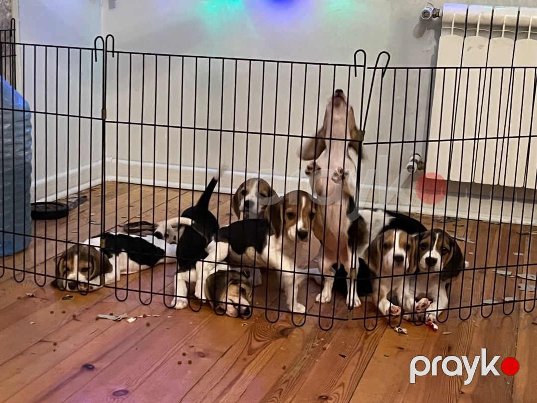 Beagle balaları — Köpəklər, Bakı (9)