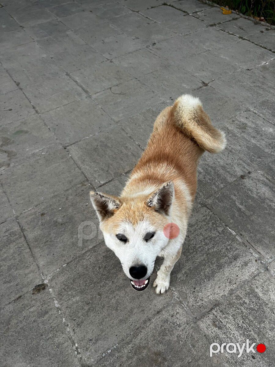 Akita-inu — Köpəklər, Bakı (3)