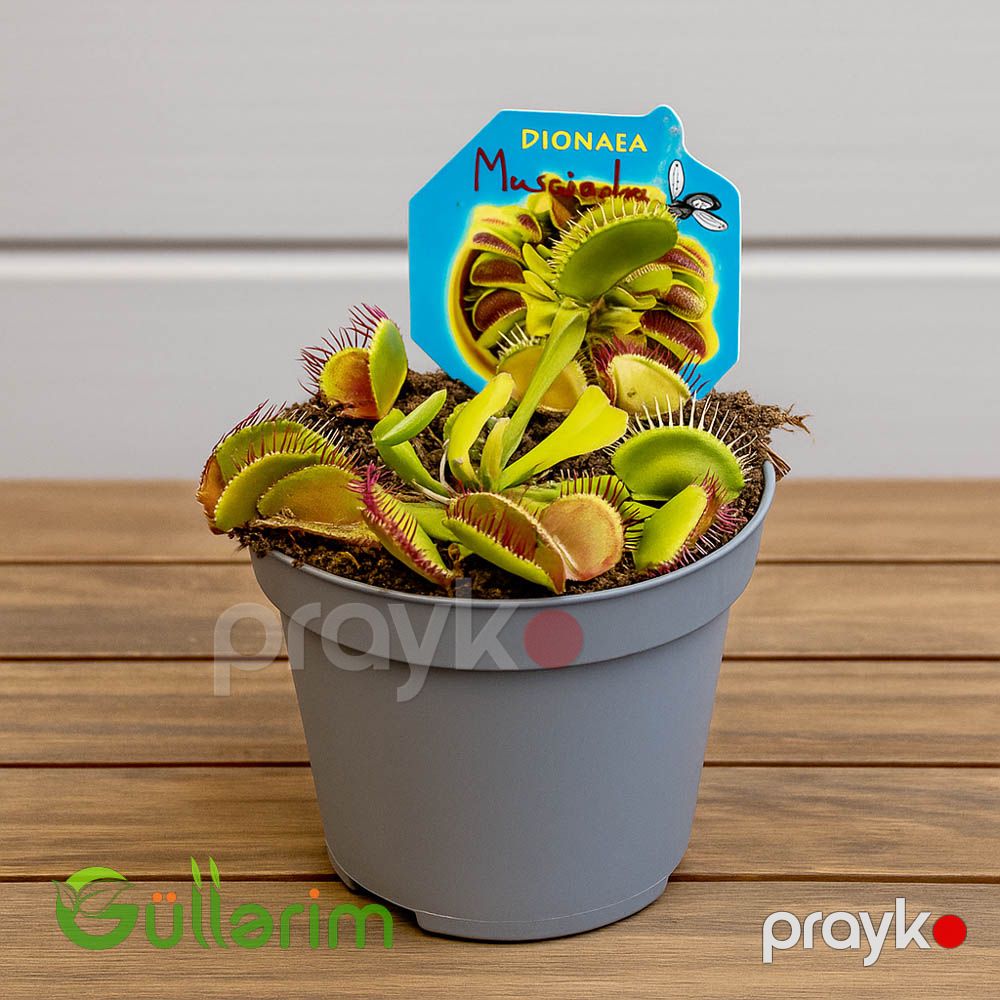 Venus Flytrap (Ət yeyən bitki) — Bitkilər, Bakı (2)