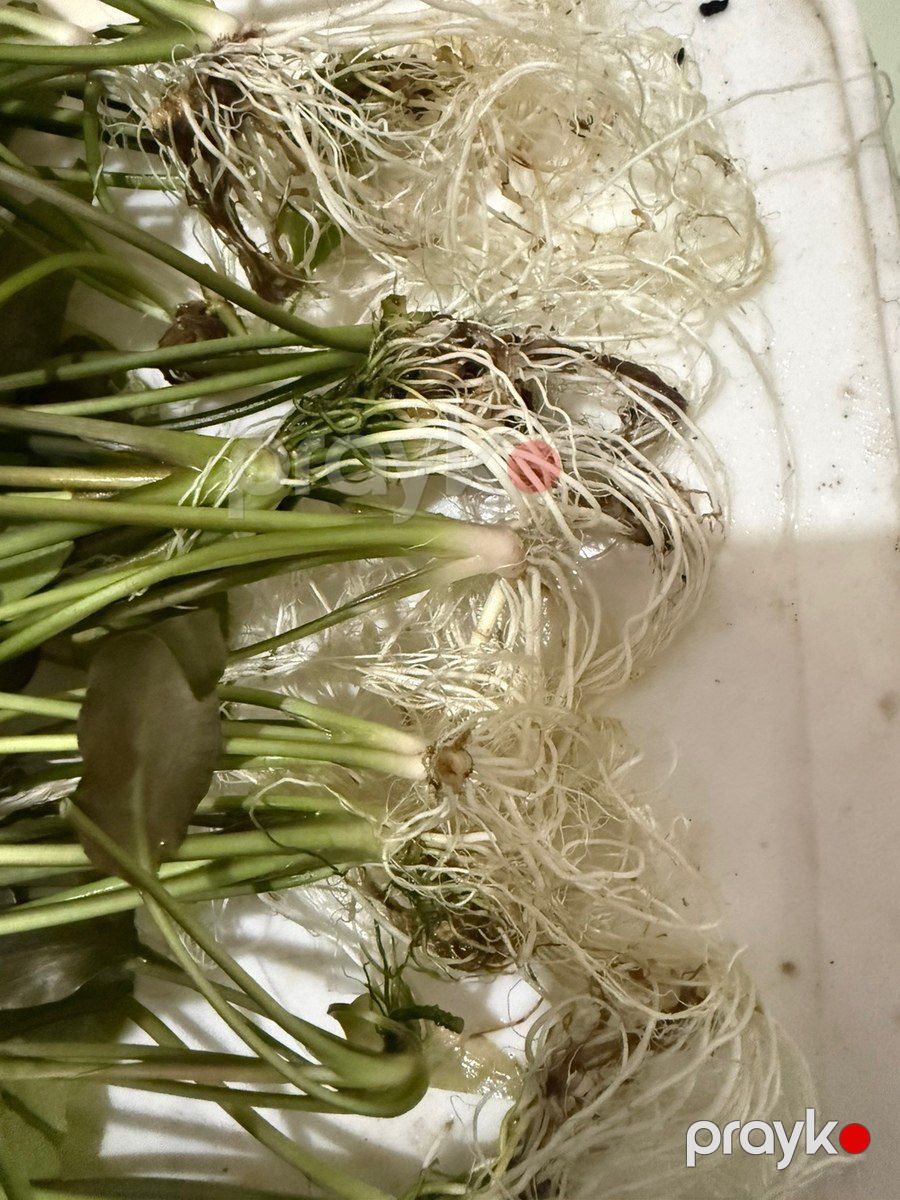 Akvarium üçün təbii güllər — Akvariumlar və balıqlar, Bakı (2)