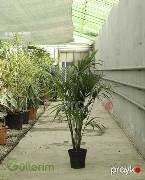 Kentia Palm (Kentiya palma) — Bakı